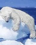 pic for polar bear